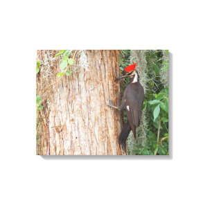 Pileated Woodpecker on Canvas Print