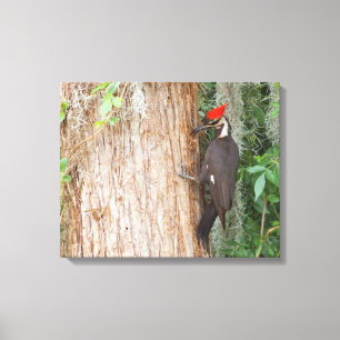 Pileated Woodpecker on Canvas Print