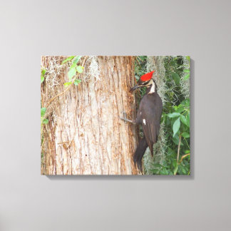 Pileated Woodpecker on Canvas Print