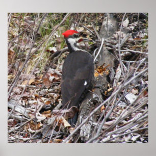 Pileated Woodpecker Pecking Poster