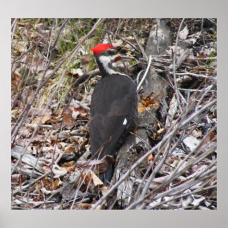 Pileated Woodpecker Pecking Poster
