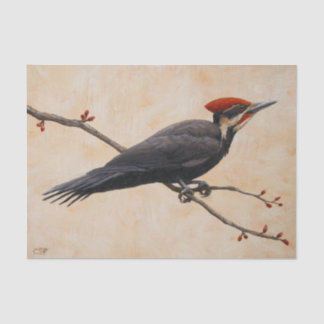 Pileated Woodpecker Perched on Tree Branch Tissue Paper