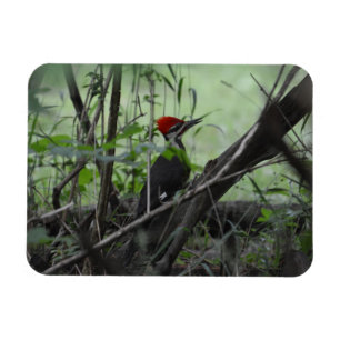 Pileated Woodpecker photo magnet