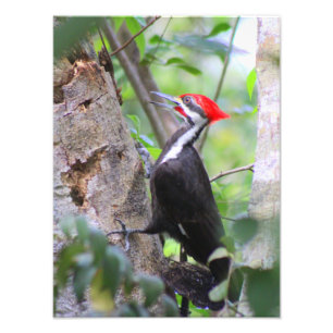 Pileated Woodpecker Photo Print