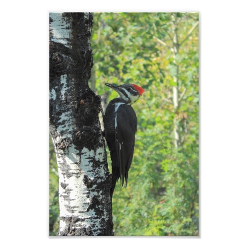 Pileated Woodpecker Photo Print