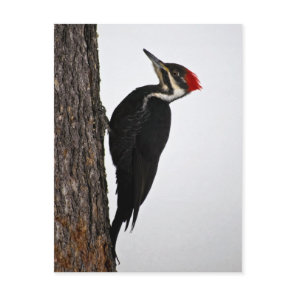 pileated woodpecker postcard