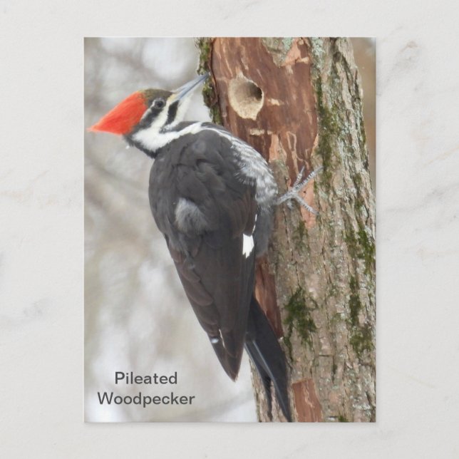 Pileated  Woodpecker Postcard (Front)