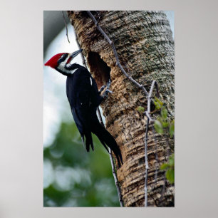 Pileated woodpecker poster