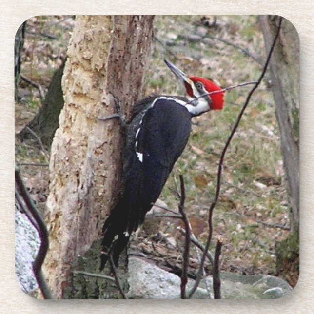 Pileated Woodpecker Square Coasters (Front)