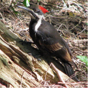 Pileated Woodpecker Statuette