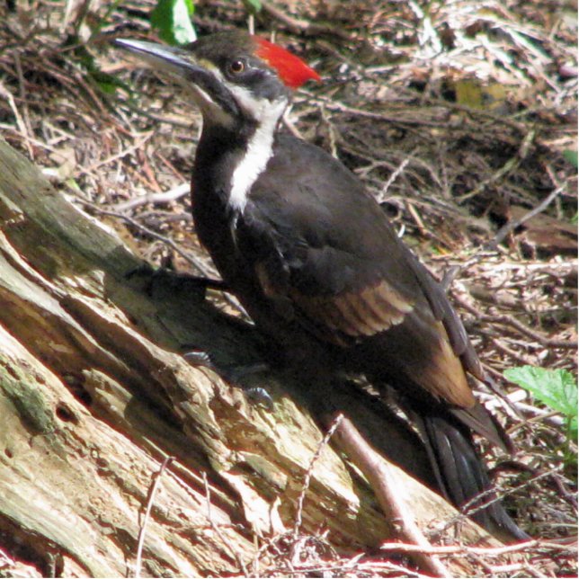 Pileated Woodpecker Statuette (Front)