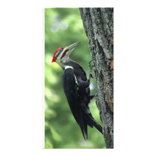 pileated woodpecker summer card