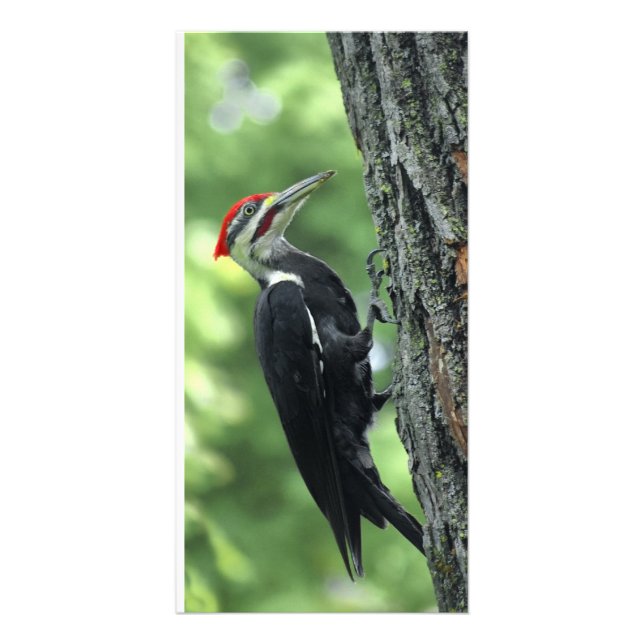 pileated woodpecker summer card (Front)