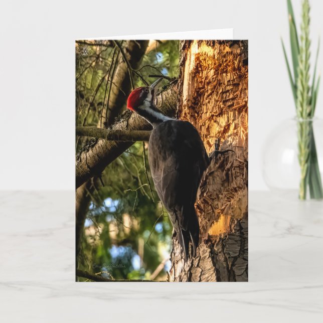 Pileated Woodpecker  Thank You Card (Front)