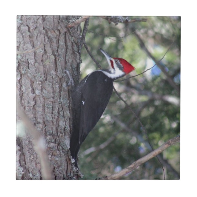 Pileated Woodpecker Tile (Front)
