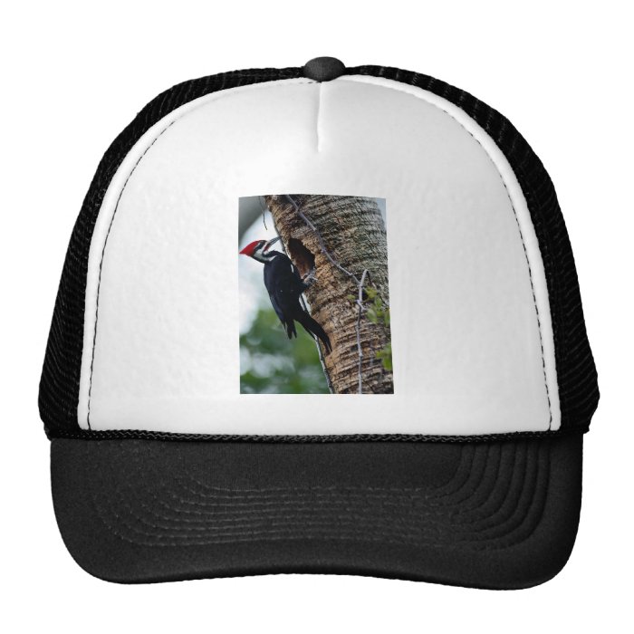 Pileated woodpecker trucker hats