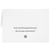 Pileated Woodpeckers (Back Horizontal)