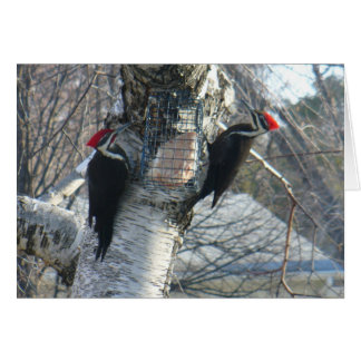 Pileated Woodpeckers Cards