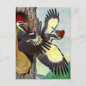 Pileated Woodpeckers Tree Nest Cavity Postcard by layooper at Zazzle