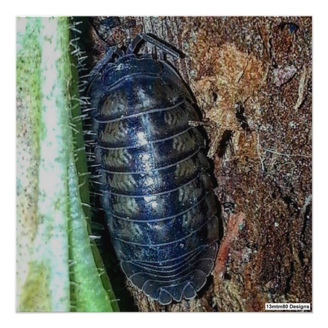 Pill Bug (photo) - Photo Print (Front)