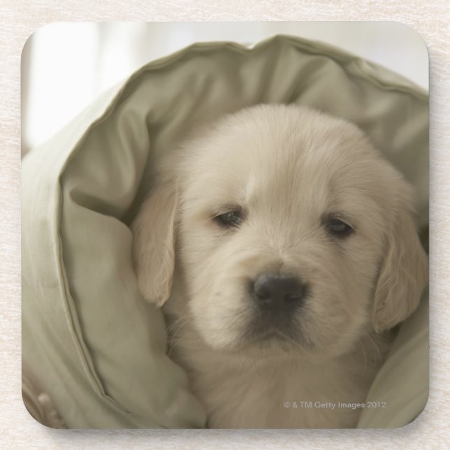 Pillow around dog beverage coaster (Front)