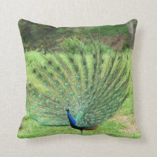 Pillow - Peacock