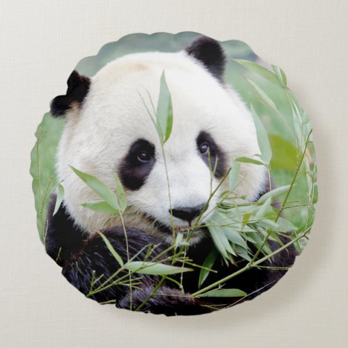 Pillow photo giant panda