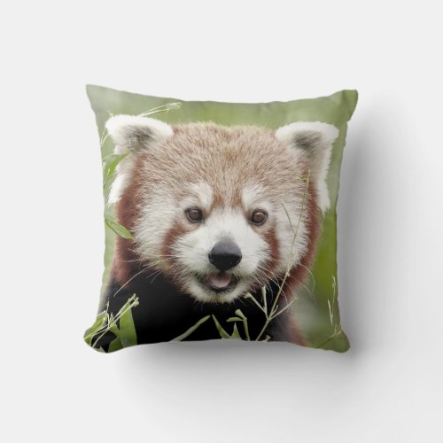 Pillow photo red panda