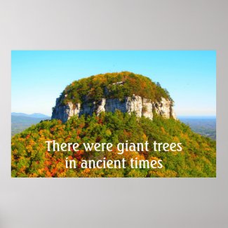 Pilot Mountan Landscape and Trees