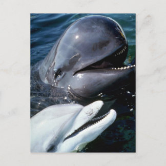 Pilot whale and Atlantic bottlenose dolphin Postcard