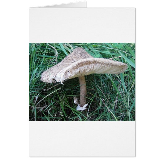 Pilz mit hübschem Hut Cards (Front)