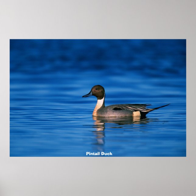 Pin Duck Poster (Front)