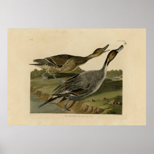 Pin-tailed Duck - from Audubon's Birds of America Poster