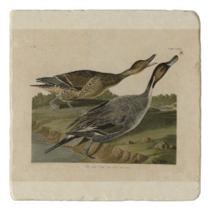 Pin-tailed Duck - from Audubon's Birds of America Trivet