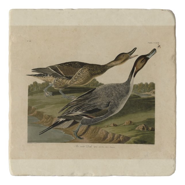 Pin-tailed Duck - from Audubon's Birds of America Trivet (Front)