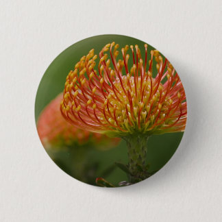 Pincushion Protea Pinback Button