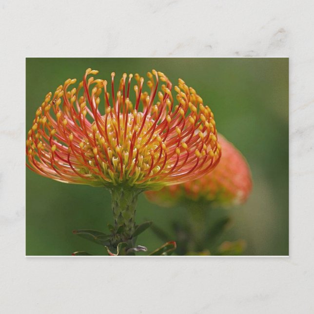 pincushion-protea postcard (Front)