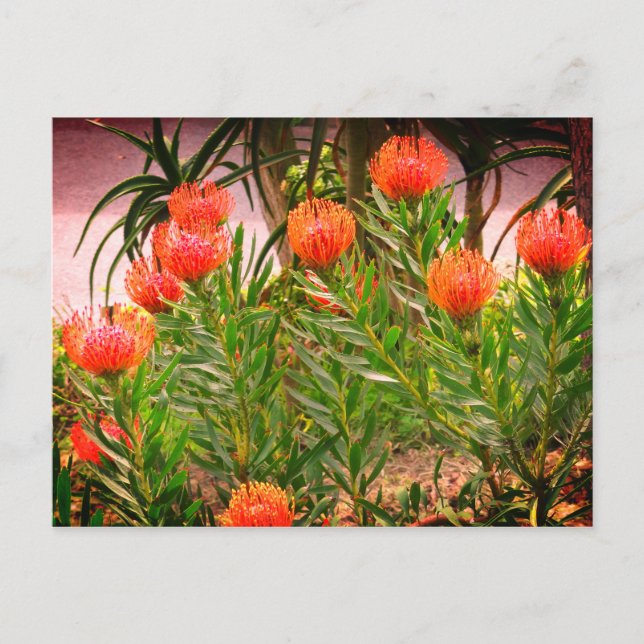 Pincushion Tango #1-1 Postcard (Front)