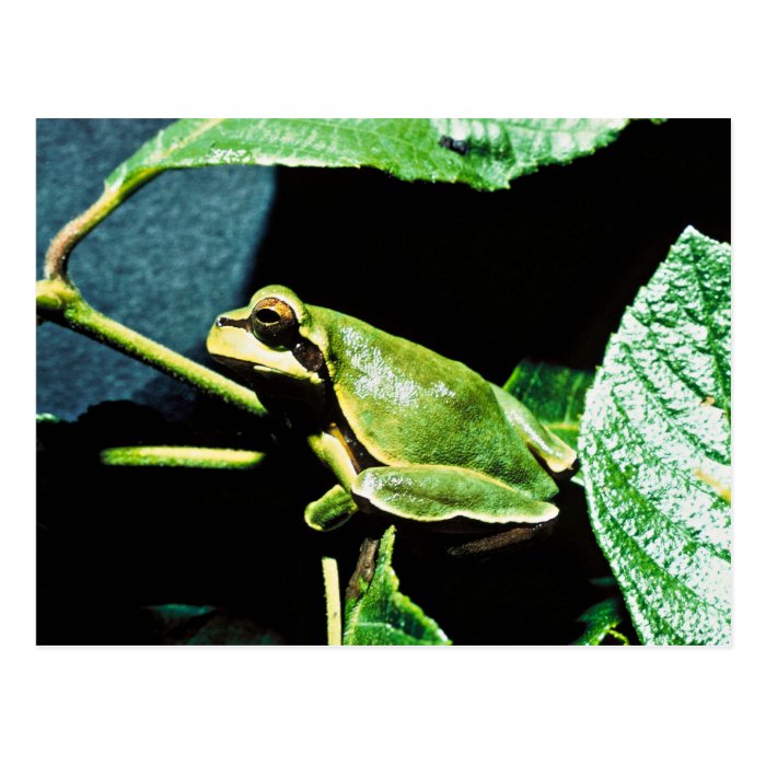 Pine Barrens tree frog Post Cards