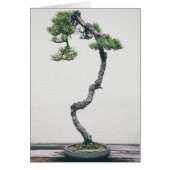 Pine Bonsai Cards (Front)