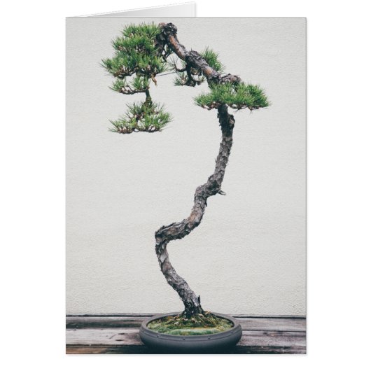 Pine Bonsai Cards (Front)