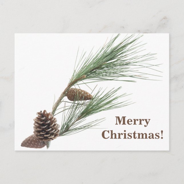 Pine branch with the cones postcard (Front)