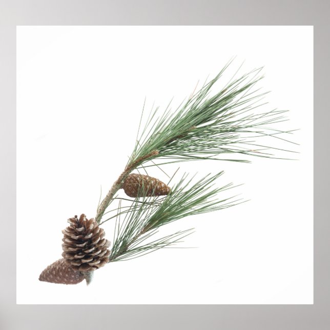 Pine branch with the cones poster (Front)
