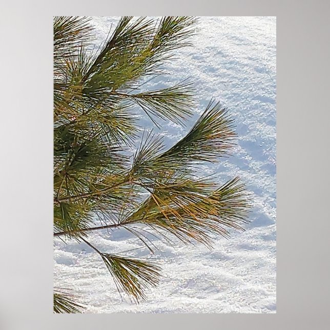 Pine Branches And Snow In Ottawa. Buy Now Poster (Front)