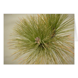 Pine Cards