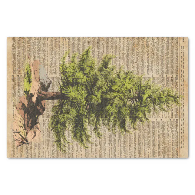 Pine,Cedar Tree,Christmas Tree Dictionary Art, Tissue Paper Zazzle
