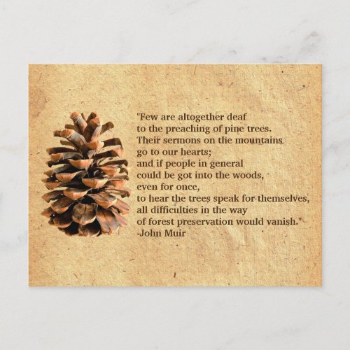 Pine Cone And John Muir Quote Postcard