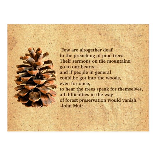 Pine Cone And John Muir Quote Postcard | Zazzle.com