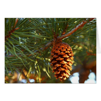 Pine Cone Cards
