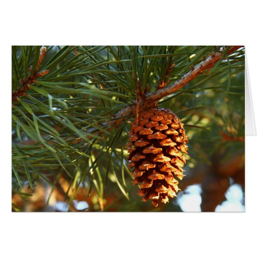 Pine Cone Cards (Front Horizontal)